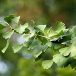 Gingko Biloba