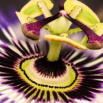 Passion flower