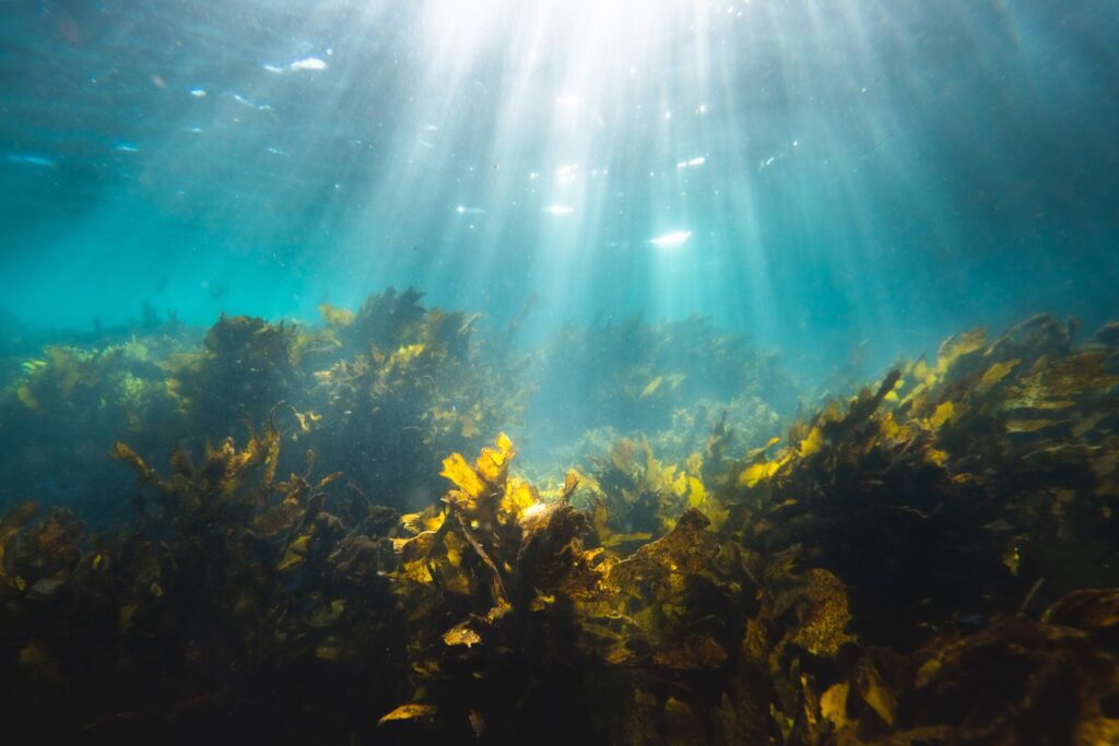 Seaweed is a great fish alternative